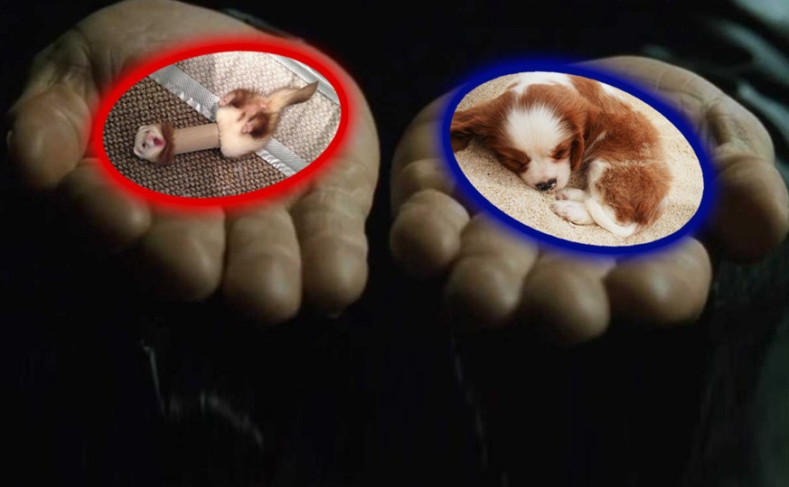 Heute musst du dich entscheiden: Die lustigen ODER die herzigen Tiere?