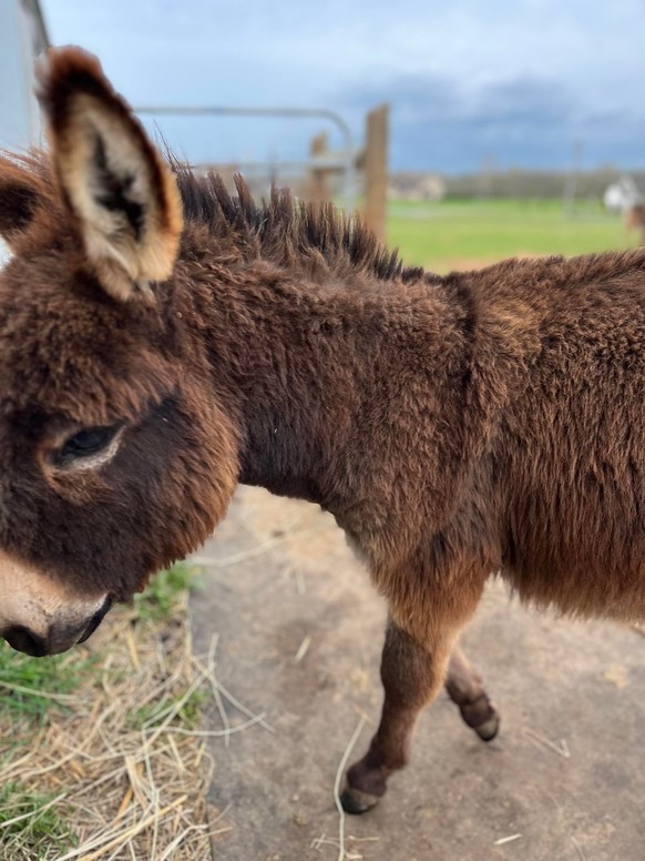 cute news tier esel

https://www.reddit.com/r/Donkeys/comments/1u6imhk/my_favorite_pictures_of_my_favorite_two_guys/