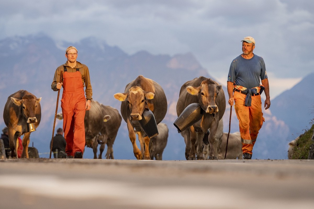 Rund 50 Aelpler ziehen am Dienstag, 18. August 2020, bei der Bodaefahrt mit ueber 1000 Stueck Vieh von den hoeheren Weiden von 1600m bis 2000m vom Klausenpass fuer die naechsten vier Wochen auf die ni ...
