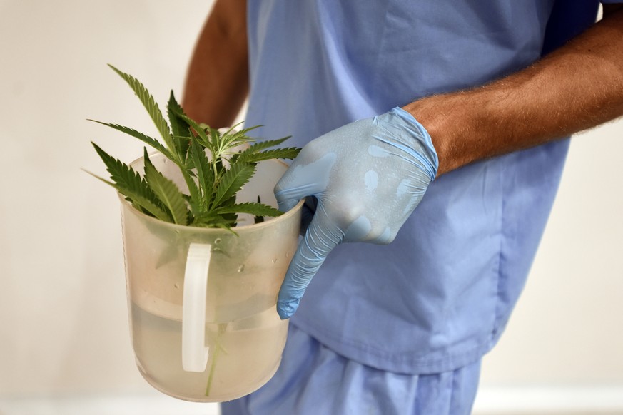 An employee of Fotmer SA, an enterprise that produces cannabis for medical use, carries marijuana cuttings to make clones, in Montevideo, Uruguay, Tuesday, Jan. 29, 2019. No company has yet to begin l ...