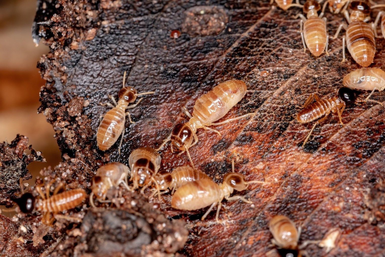 Nasute Termite, Nasute Termite of the Subfamily Nasutitermitinae