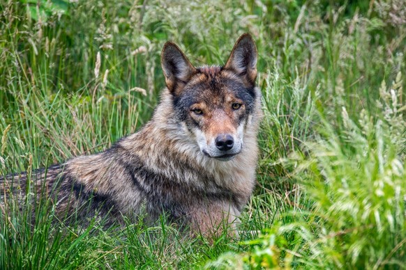 Europäischer Grauwolf/Wildgrauer Wolf (Canis lupus), der im Grasland am Waldrand ruht
Wolf