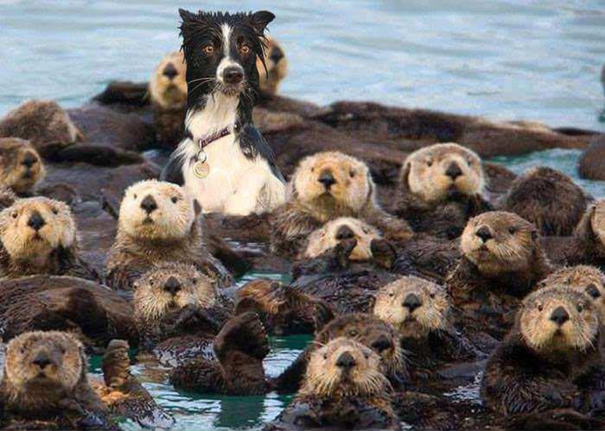 cute news süsse tierbilder