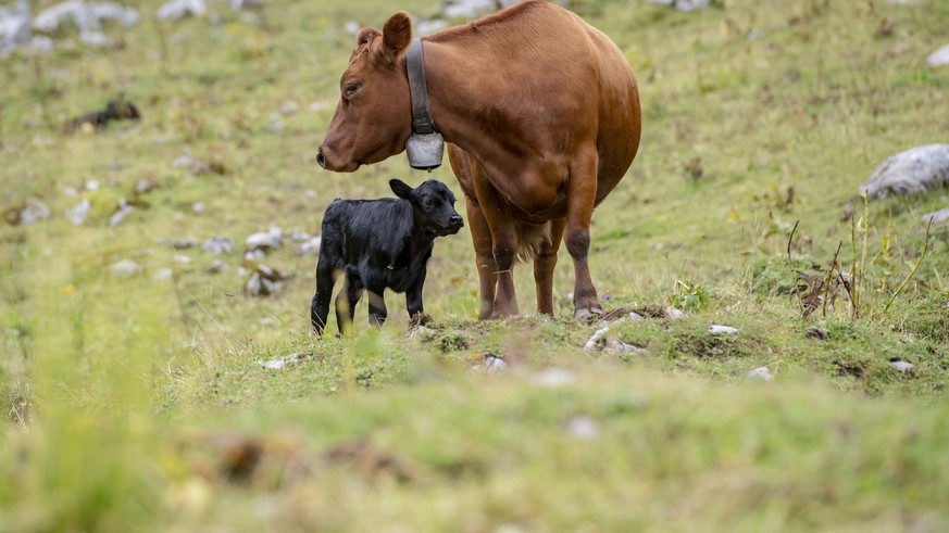 Eine Mutterkuh beschuetzt ihr Kalb auf der Bannalp im Kanton Nidwalden am Mittwoch, 29. Juli 2020. Seit letzen Jahr kommt es auf der Bannalp, jeweils im Sommer zu zwischnfaellen mit Wanderer, welche H ...