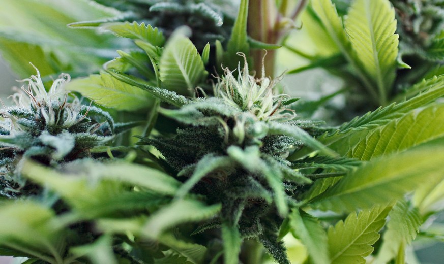 Langnau im Emmental: Wo Cannabis schon heute legal ist