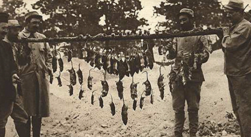 1915: Französische Soldaten präsentieren Ratten, die sie im Schützengraben gefangen haben.