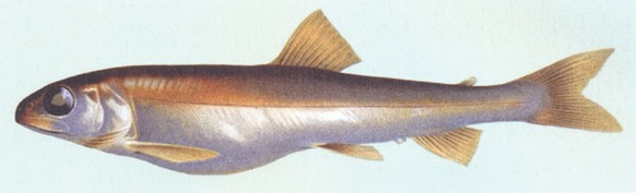 Salvelinus profundus (Bild: wikipedia/Freyhof, J./M. Kottelat)