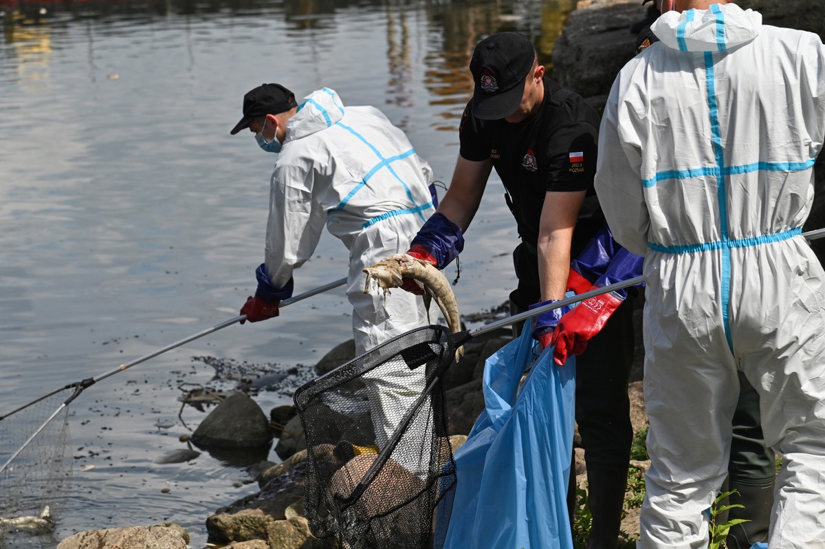 epa10122221 People in protective gear clean the Oder River after thousands of dead fish washed up on the river banks, in Krajnik Dolny village, Poland, 15 August 2022. The Oder river is suffering from ...