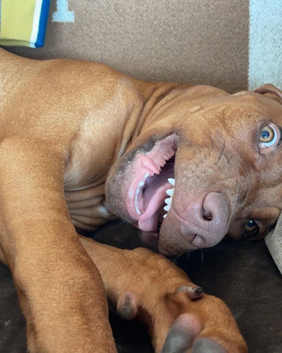 Ça ne se voit pas, mais Sanka est un chien haut potentiel.