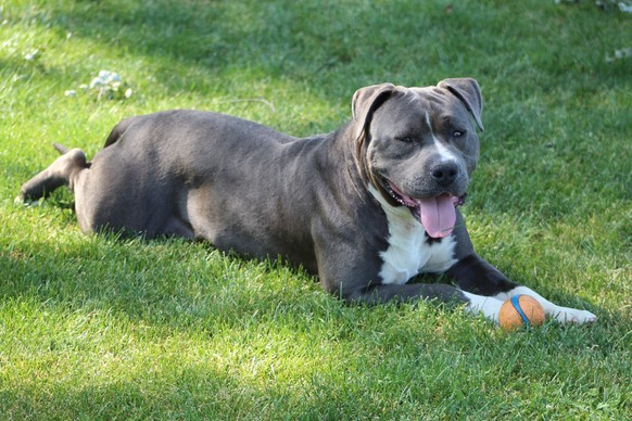 XL Bully Hund Dog