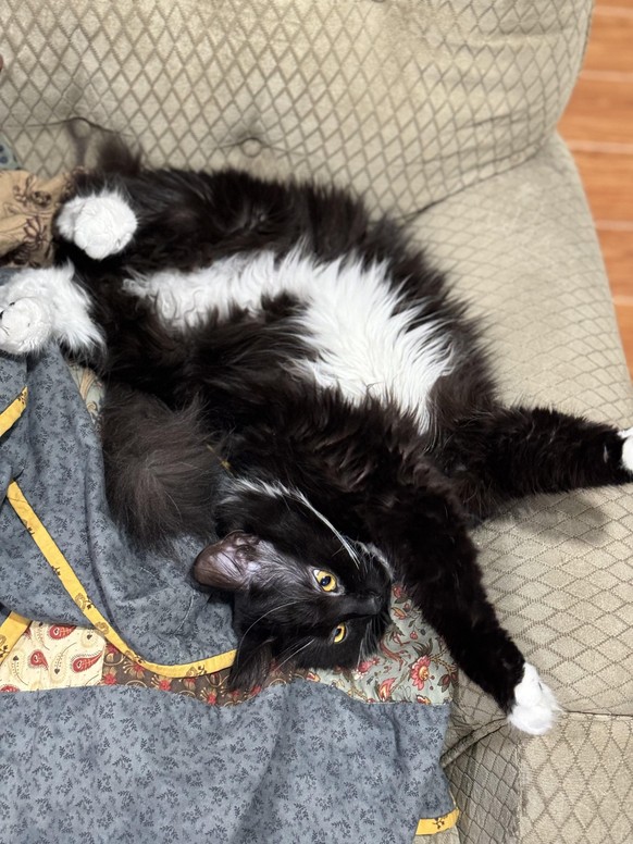 cute news tier katze

https://www.reddit.com/r/ikeacats/comments/1o4il0o/how_important_is_to_make_sure_the_pieces_are_all/