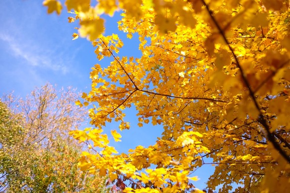 Herbst in der Schweiz Blattverfärbung Bäume Buche Birke Ahorn Lärche
