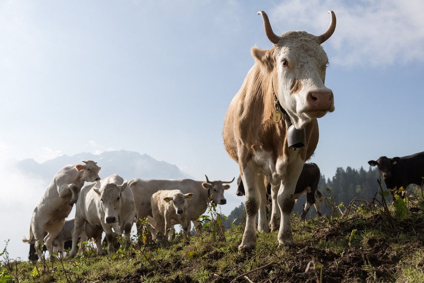 Ein Bauer aus Küsnacht ZH will seinen Kühen den beschwerlichen Gang zum Schlachthof ersparen und erschiesst sie auf der Weide. Die Behörden erlauben einen Pilotversuch.