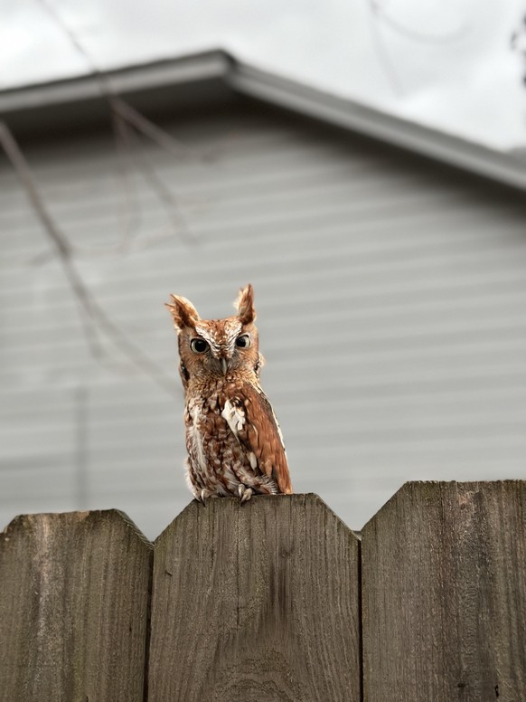 cute news tier eule

https://www.reddit.com/r/Owls/comments/191z452/what_kind_of_owl_is_this/
