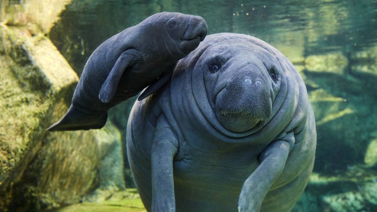 Caribbean manatee or West Indian manatee Trichechus manatus mother with baby, age two days, captive, Beauval Zoo, France PUBLICATIONxINxGERxSUIxAUTxONLY 1582200 EricxBaccega
