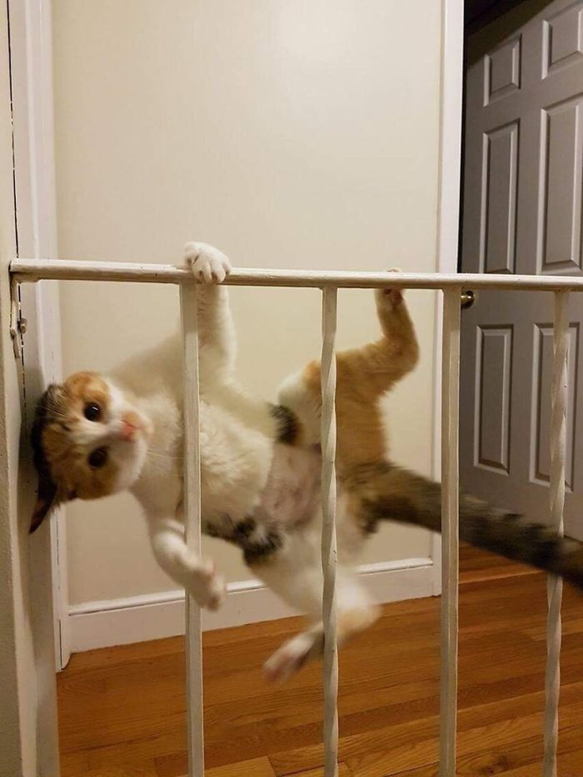 Katze hängt an Geländer
https://www.reddit.com/r/aww/comments/5ujsbh/my_friend_got_a_new_cat_that_likes_to_climb_on/