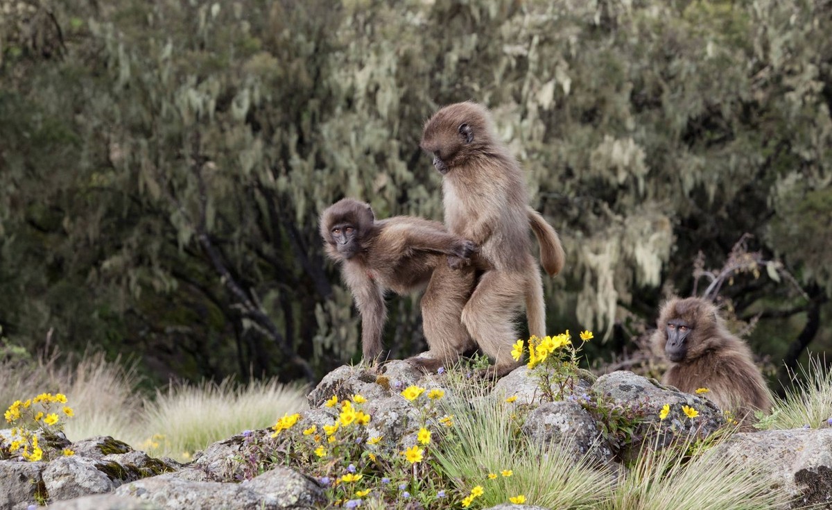 Gelada, Gelada Baboon or Ethiopian Lion.......... Gelada, Gelada Baboon or Ethiopian Lion Theropithecus gelada in the Simien Mountains National Park in Ethiopia. Geladas displaying homosexual behaviou ...