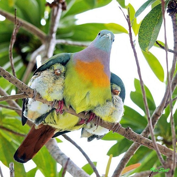 cute news tier vogel

https://www.reddit.com/r/AnimalsBeingMoms/comments/1d5le5x/beautiful_pictures_of_the_daymother_bird/