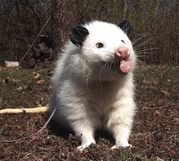 Opossum