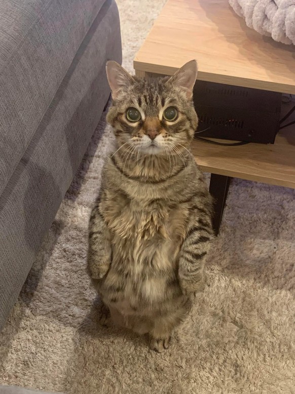 cute news animal tier cat katze

https://www.reddit.com/r/cats/comments/s1pbq8/meet_beanbag_our_senior_fosterfail_is_on_a/