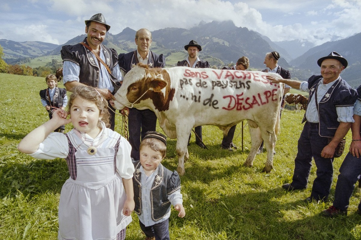 Gegen den Plan der Regierung, zur Bekaempfung des Rinderwahnsinns in der Schweiz 230'000 Kuehe zu schlachten, protestiert auch die Bauernfamilie Biland mit ihrem Stier, auf dem die Inschrift gesp ...