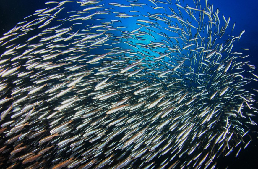 Trotz Überfischung: 7 Fischarten, die sich wieder erholt haben