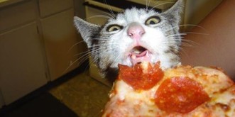 23 ¾ Katzen, die eiskalt auf frischer Tat ertappt werden