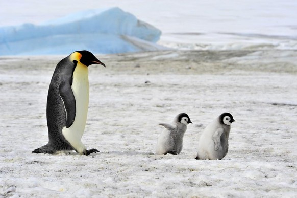 Wenn Kinder dich dazu auffordern, zu schauen, wie schnell sie rennen können, dann aber absolut durchschnittlich schnell rennen und du deine Zeit vergeudet hast – ein Schicksal, das auch Kaiserpinguine ...