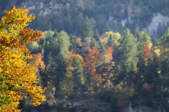 Herbstlaub leuchtet in der Sonne, am Sonntag, 11. Oktober 2015, in Kandergrund im Kandertal im Berner Oberland. (KEYSTONE/ Peter Schneider)