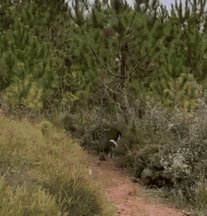 Animiertes GIF
