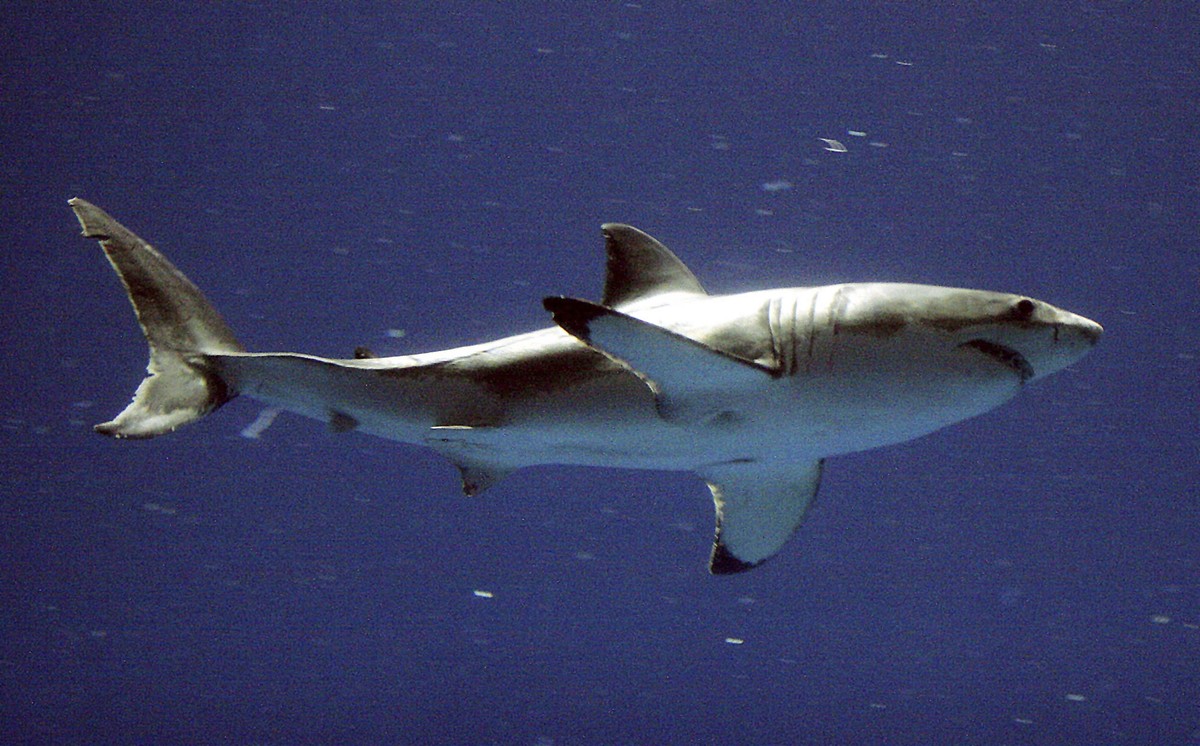 FILE - A great white shark swims at the Monterey Bay Aquarium's million-gallon, multi-species Outer Bay Exhibit, Wednesday, Sept. 15, 2004, in Monterey, Calif. (AP Photo/Salinas Californian, Rich ...