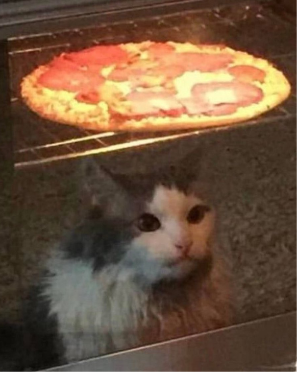 cute news tier katze schaut pizza beim backen zu

https://www.instagram.com/p/CxTkH2UBcLC/