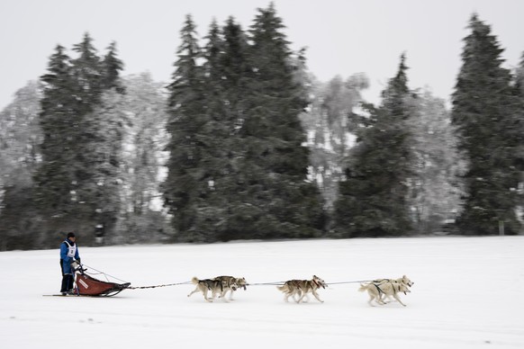 Un musher et ses chiens en action lors de la 50e edition des Courses de chiens de traineaux et Fete du chien nordique ce samedi 28 janvier 2023 a Saignelegier dans le canton du Jura. Cette course de c ...