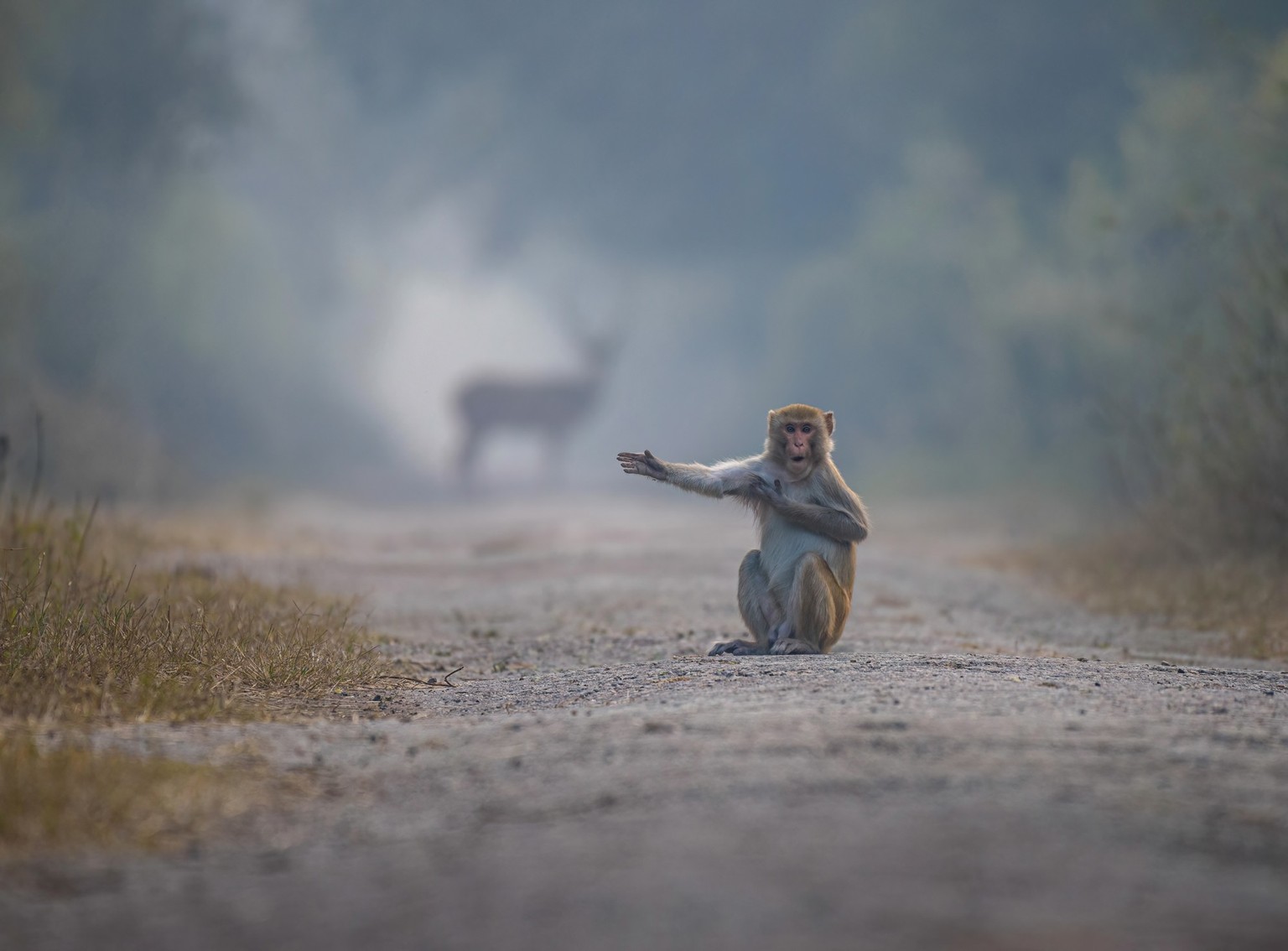 The Comedy Wildlife Photography Awards 2023
Pratick Mondal
Nagpur
India
Title: Look at right Bro...
Description: I was searching for Jackle in the jungle which was at an isolated place. I sat at a pl ...