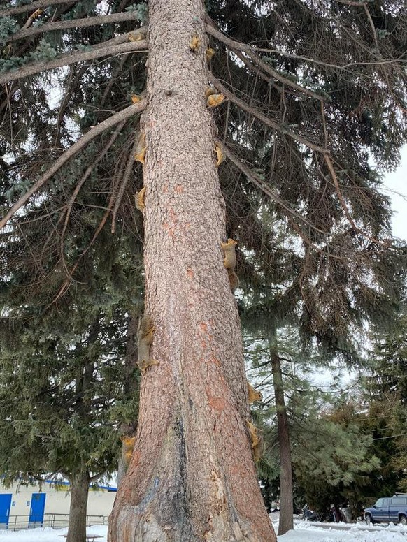 cute news animal tier eichhörnchen

https://www.reddit.com/r/squirrels/comments/s1p3ly/the_amount_of_squirrels_in_this_tree/