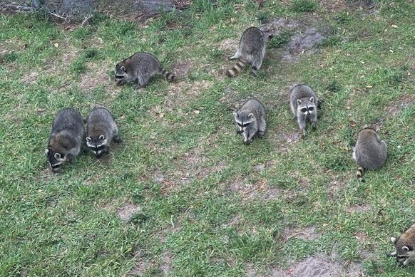 Waschbären