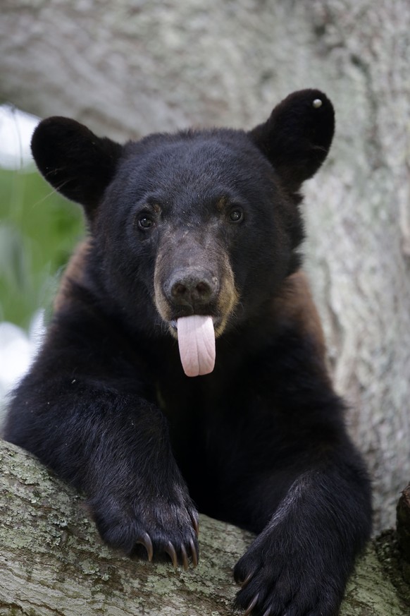 In this May 17, 2015 photo, a Louisiana Black Bear, sub-species of the black bear that is protected under the Endangered Species Act, rests in a water oak tree in a neighborhood in Marksville, La. The ...