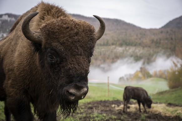 European bisons are photographed in a 3 ha acclimatization enclosure of the &quot;Projekt Wisent Thal&quot;, on Thursday, Nov. 3, 2022, in Welschenrohr, Switzerland. After seven weeks of stay, the acc ...