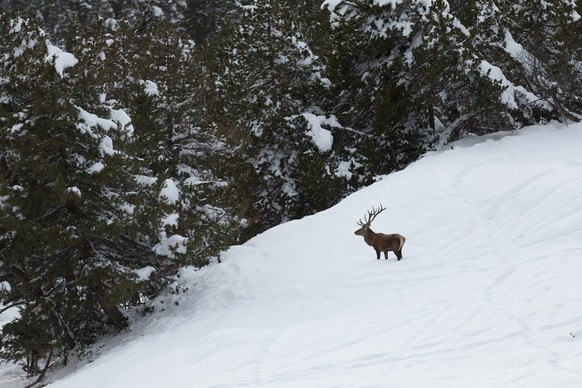 Hirsch im Nationalpark.