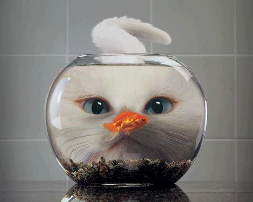 Welche Tiere sind als Mitbewohner für deine Katze geeignet?