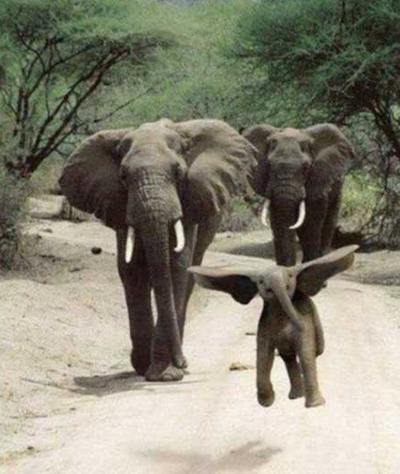 Elefanten, Dumbo.
http://thefunnybeaver.com/funny-animals-youre-sure-love/
Cute News.