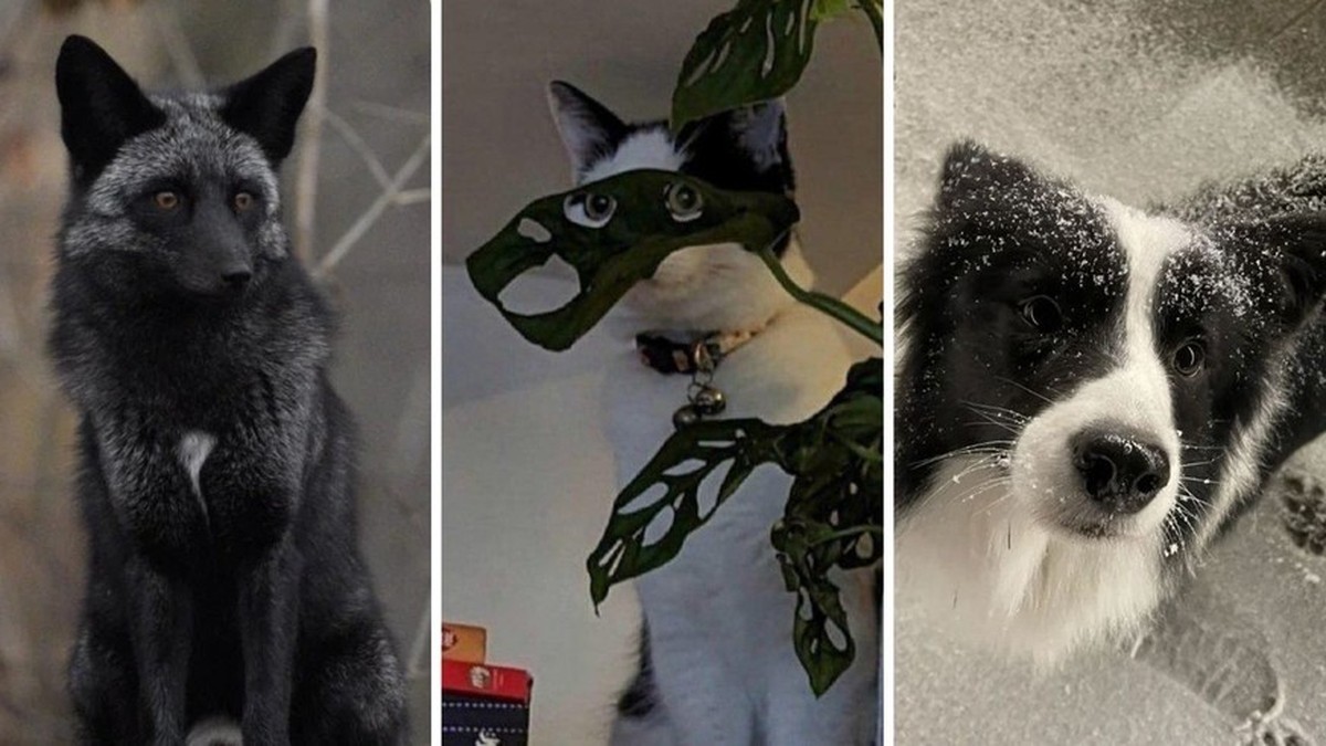 Cute News: 26 magnifiques photos d'animaux