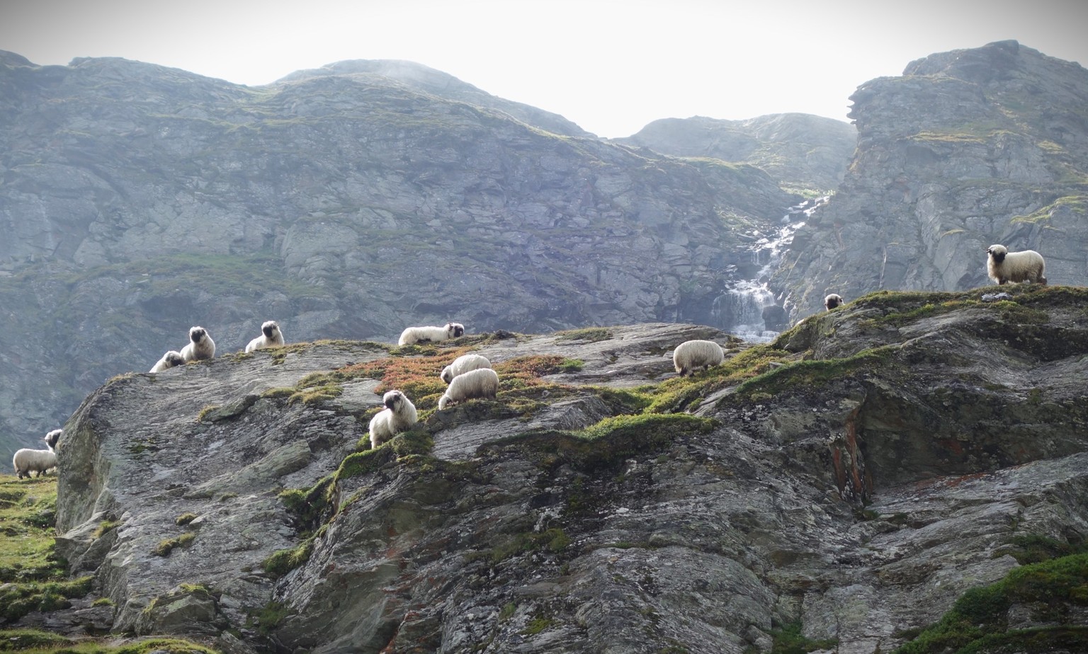 Reportage von der Alpe Nanztal im Kanton Wallis. Schäfer Oliver Gottsporn zeigt seine Schwarznasenschafe und erzählt, warum der Wolf ihm das Leben schwer macht.