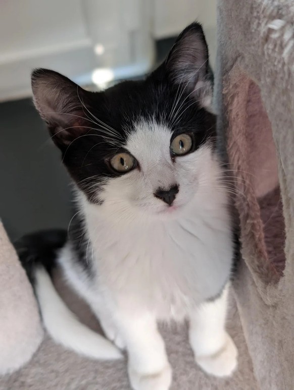 cute news tier katze

https://www.reddit.com/r/aww/comments/1nnlu7i/hes_got_a_lil_loveheart_nose/