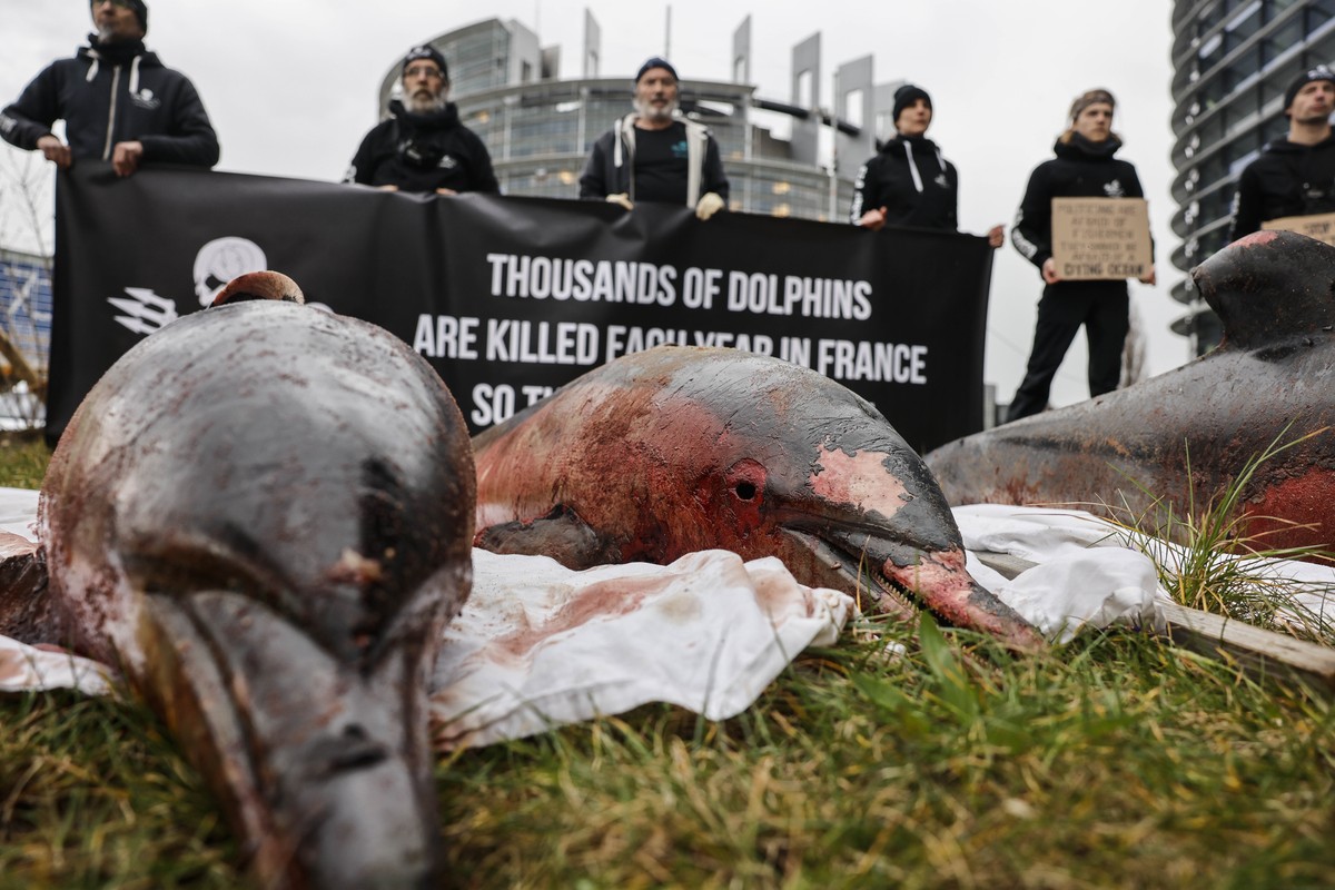 Activists stand by dead dolphins they spread in front of the European parliament in Strasbourg, eastern France Tuesday, March 14, 2023 to urge safer fishing industry practices to protect dolphins from ...