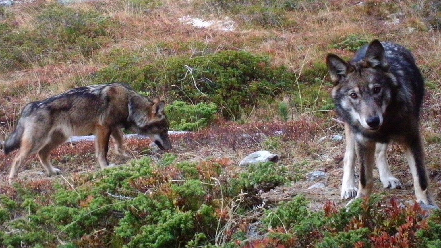 HANDOUT - Zwei Woelfe des im Augstbordgebiet im Oberwallis ansaessigen Rudel, aufgenommen im November 2016 durch eine Fotofalle der Gruppe Wolf Schweiz. In einem abgelegenen Teil des Augstbordgebietes ...