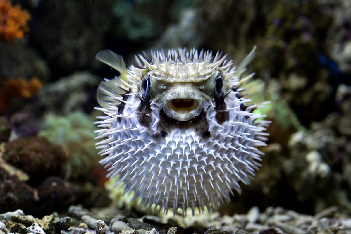 Fröhlicher Kugelfisch.