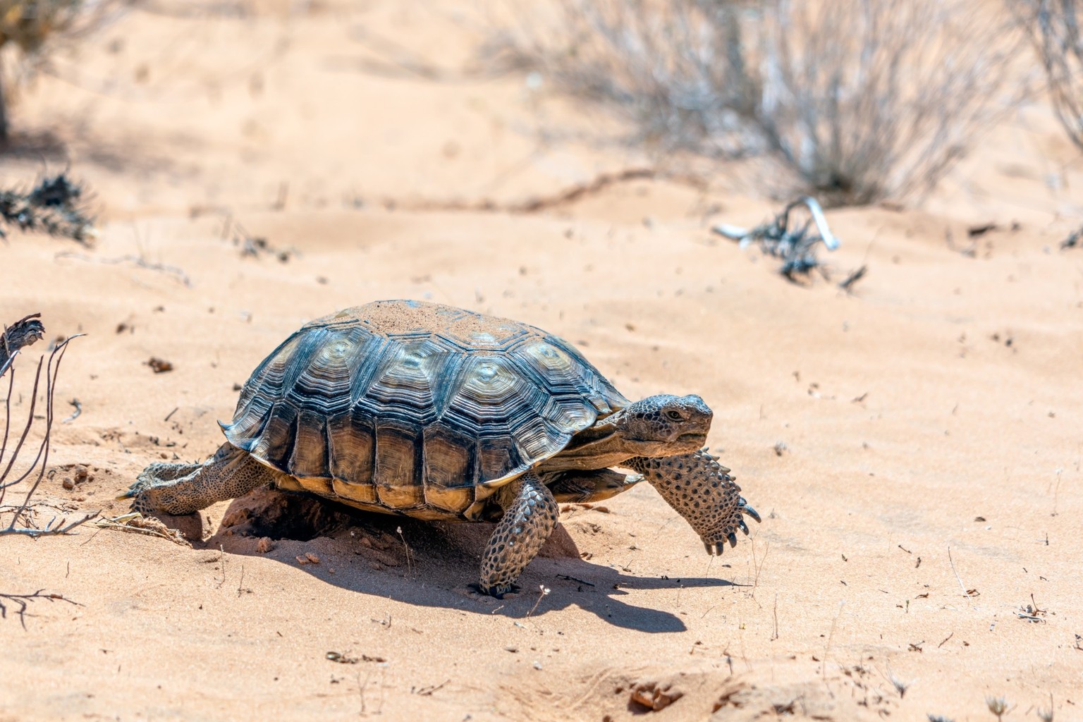 Eine Wüstenschildkröte in Nevada.