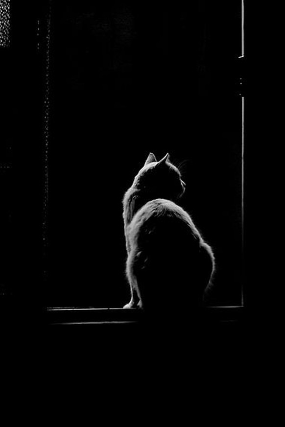 Katzensilhouette.

http://artizan3.tumblr.com/post/91586784401