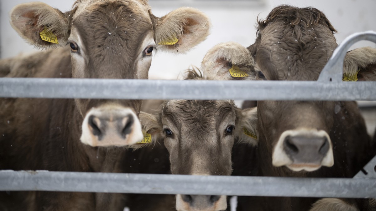 Luzerner-Rinderhalterpaar-muss-sich-wegen-Tierqu-lerei-verantworten